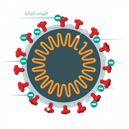 يحتوي فيروس كورونا على قفيصة، والاشواك، وRNA
